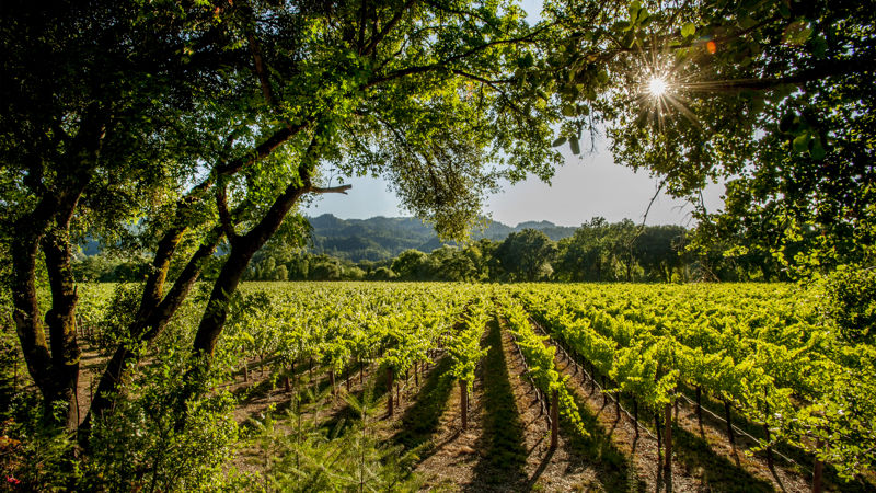 A day in Wine Country