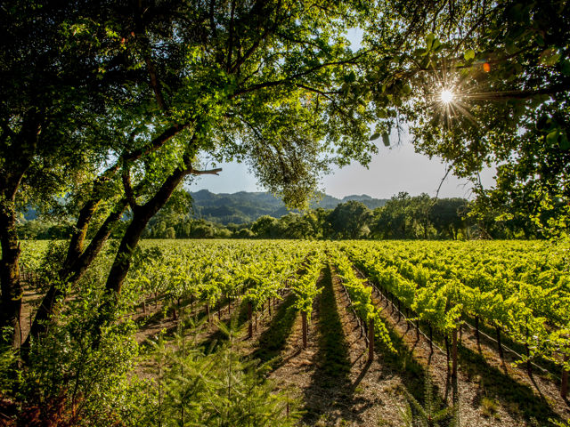 A Day in Wine Country